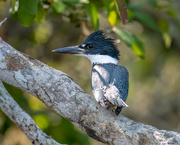 22nd Jun 2023 - Ringed Kingfisher