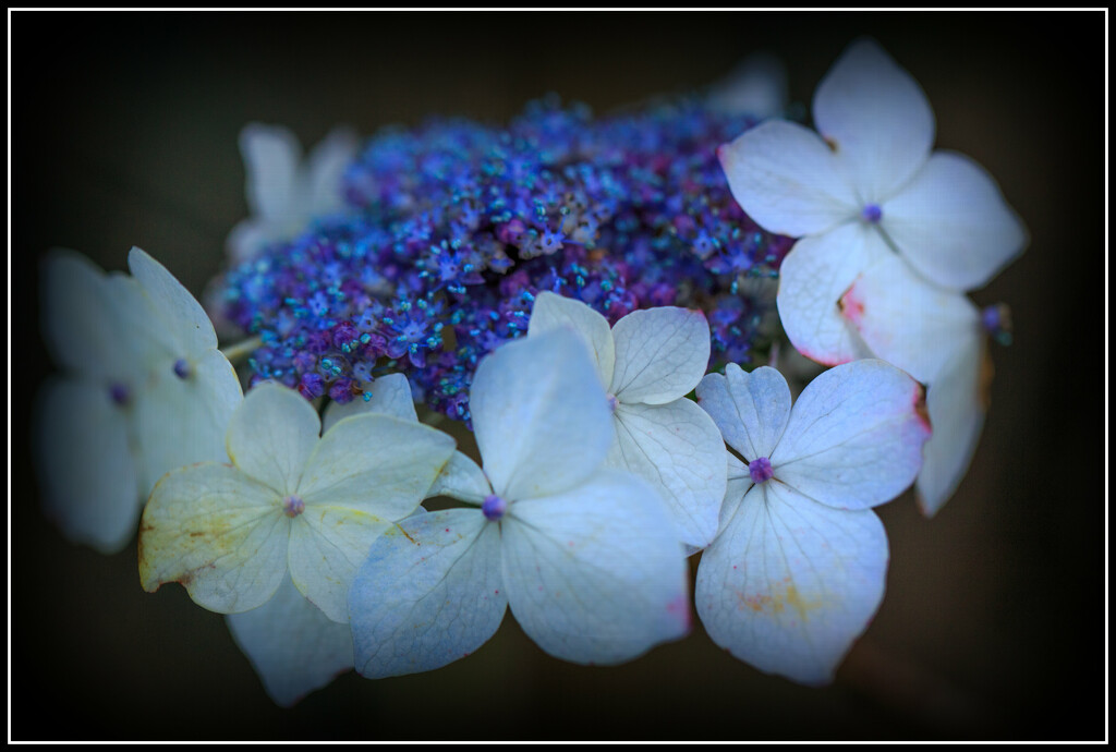 Winter flowers by dide