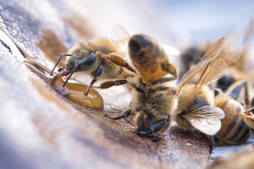 Honey bee with honey by dkbarnett