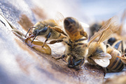 16th Jun 2023 - Honey bee with honey
