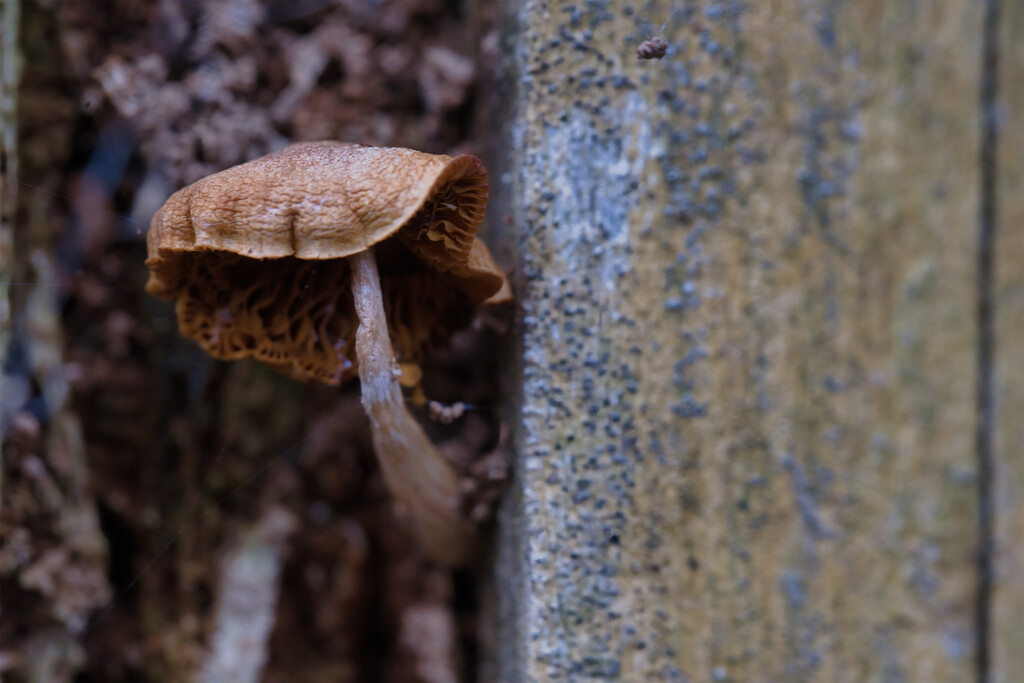 Tiny mushroom by dkbarnett