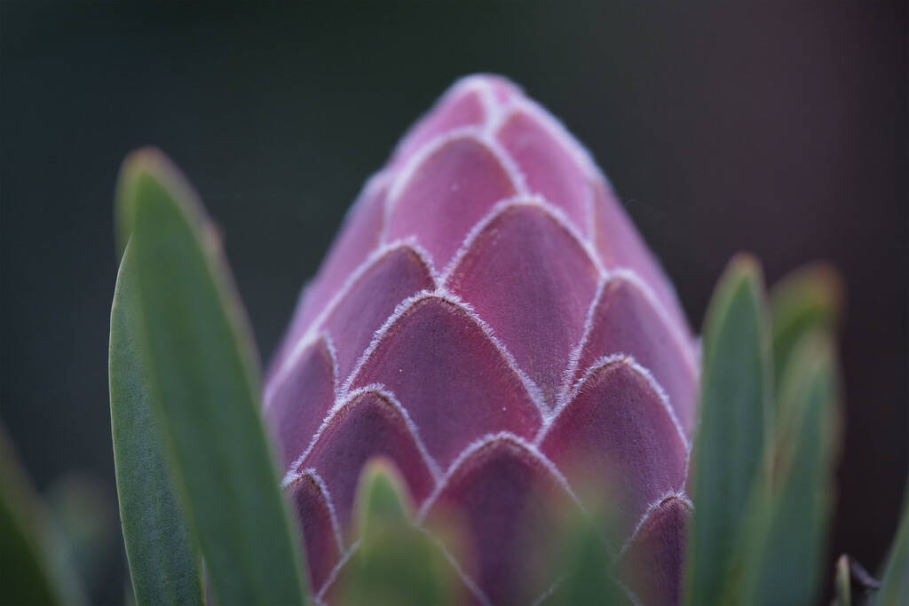 Protea bud by dkbarnett