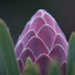 Protea bud by dkbarnett