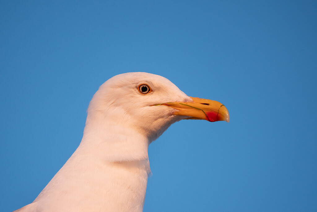 Weird-Eye Gull by humphreyhippo