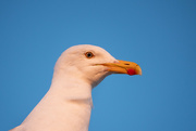 23rd Jun 2023 - Weird-Eye Gull