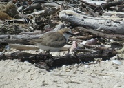12th Jun 2023 - A nesting Red Capped Plover...