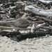 A nesting Red Capped Plover... by robz