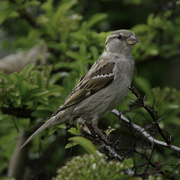 20th Jun 2023 - sparrow