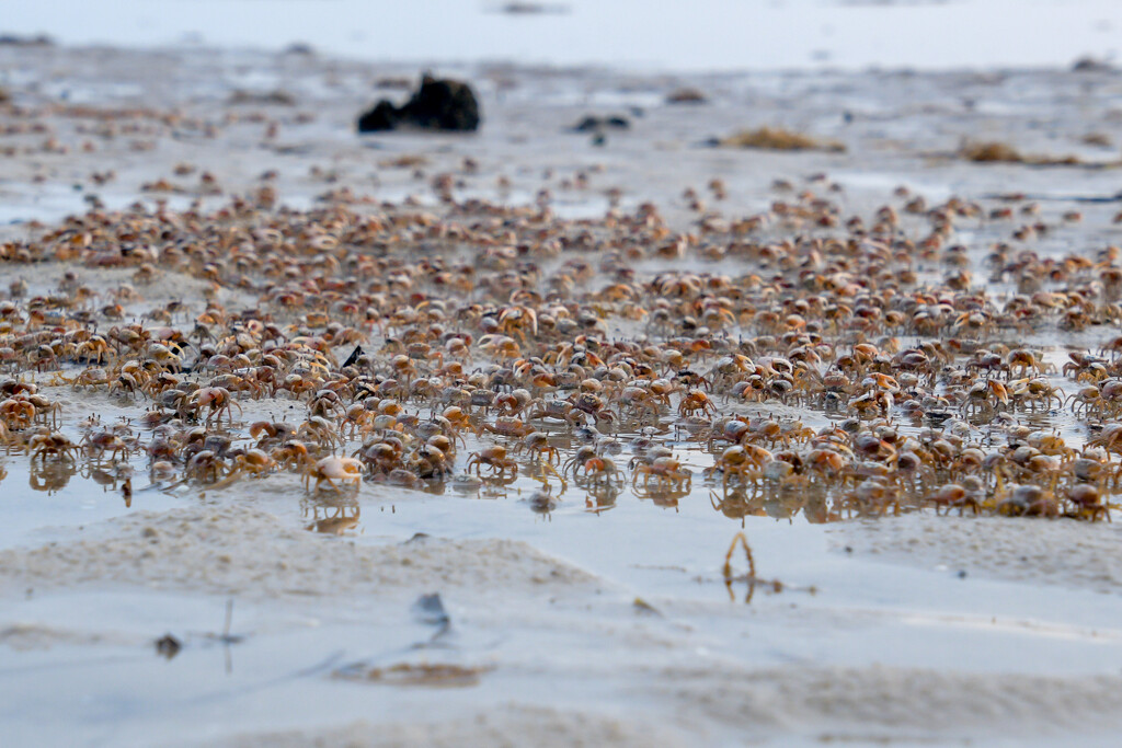 March of the Fiddler Crabs by danette