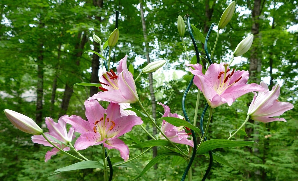 My Taller-Than-Me Lilies by sunnygreenwood