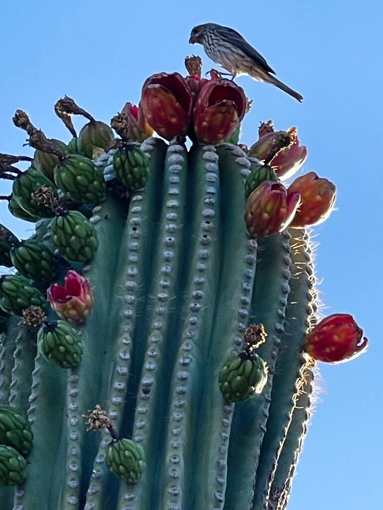 Jun 22 Saguaro with bird by sandlily