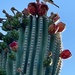 Jun 22 Saguaro with bird by sandlily