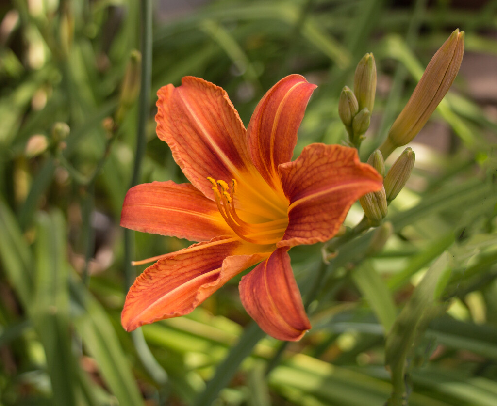 The day lilies are back by busylady