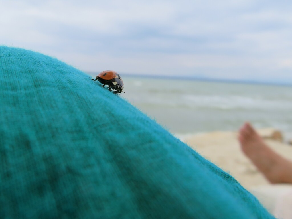Ladybird's day out at the beach by anitaw