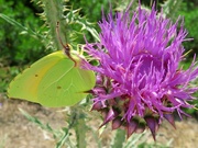 21st Jun 2023 - This butterfly looked just like a flat leaf