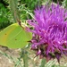This butterfly looked just like a flat leaf by anitaw
