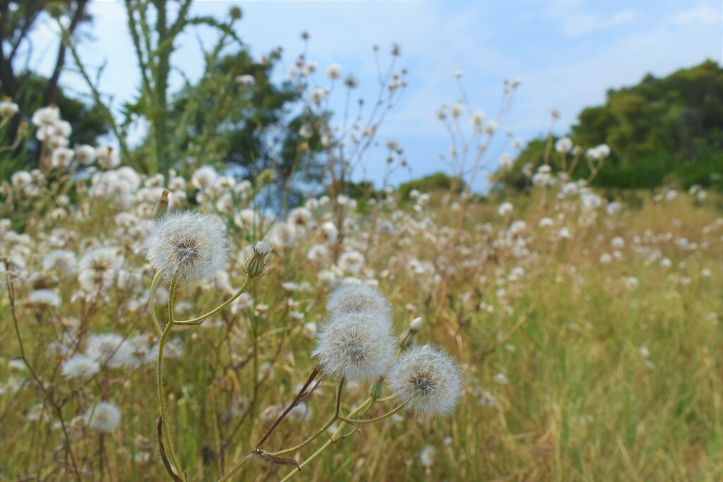 Such pretty wild seed heads by anitaw