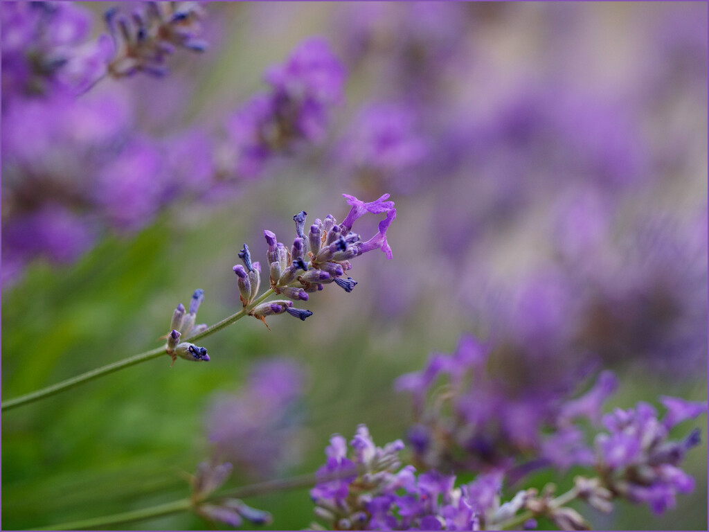 22 Lavender by marshwader