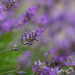 22 Lavender by marshwader