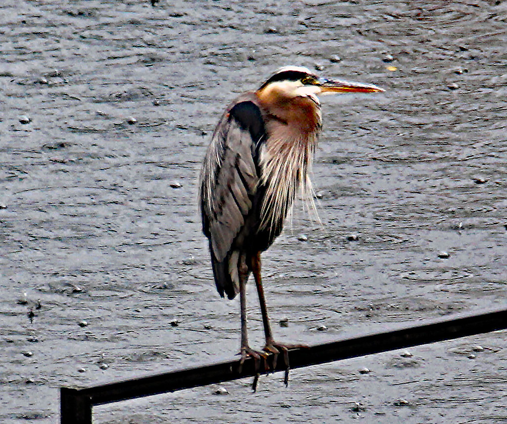 June 21 Blue Heron On Bridge IMG_3649A by georgegailmcdowellcom