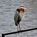June 21 Blue Heron On Bridge IMG_3649A by georgegailmcdowellcom