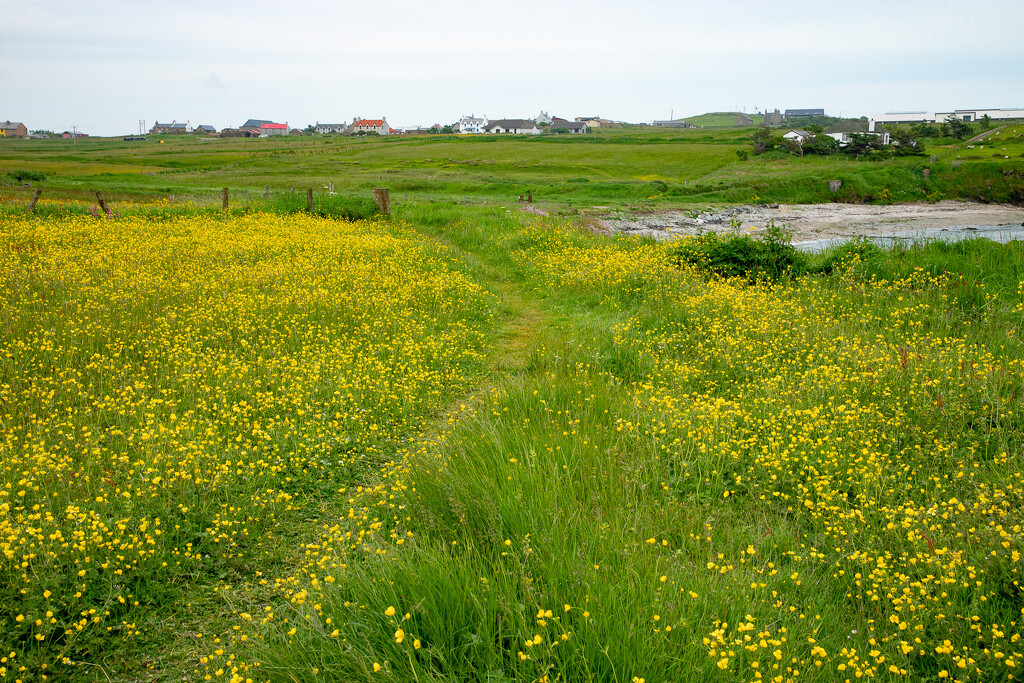 Walking with Buttercups by lifeat60degrees