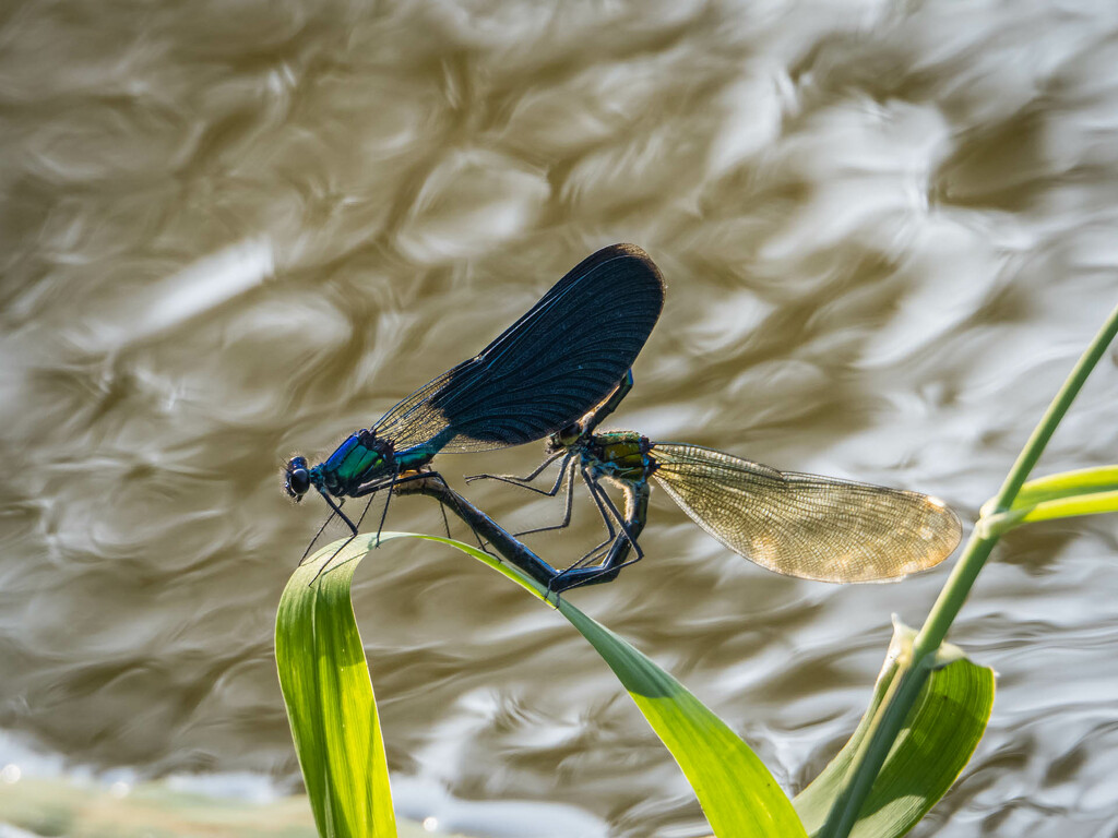 From the life of damselfly 2 by haskar