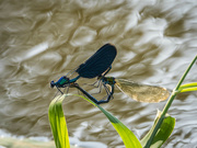23rd Jun 2023 - From the life of damselfly 2