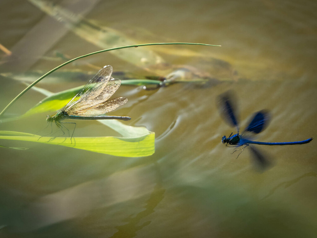 From the life of damselfly 1 by haskar