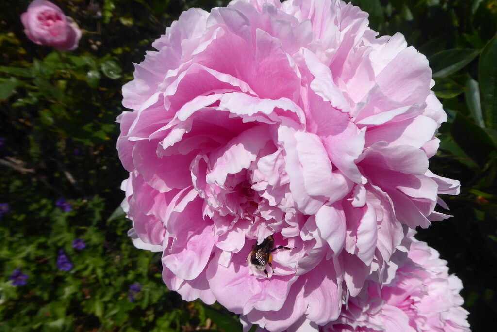 Peony - one of my favourite flowers by snowy