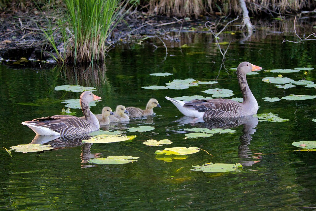 Geese family I by okvalle