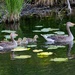 Geese family I by okvalle
