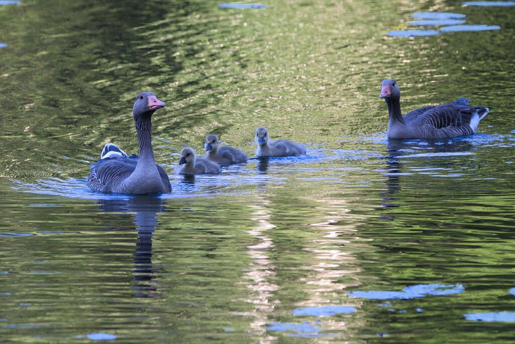 Geese family II by okvalle