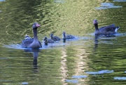 23rd Jun 2023 - Geese family II