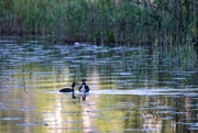 23rd Jun 2023 - Great crested grebe