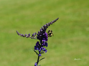 21st Jun 2023 - ~Busy Bee~
