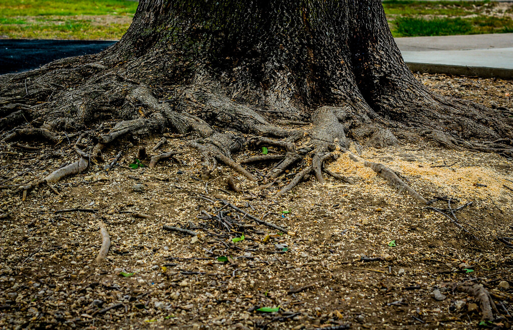 A Tree and its Roots by judyc57
