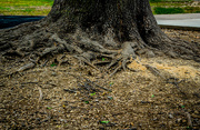 19th Jun 2023 - A Tree and its Roots