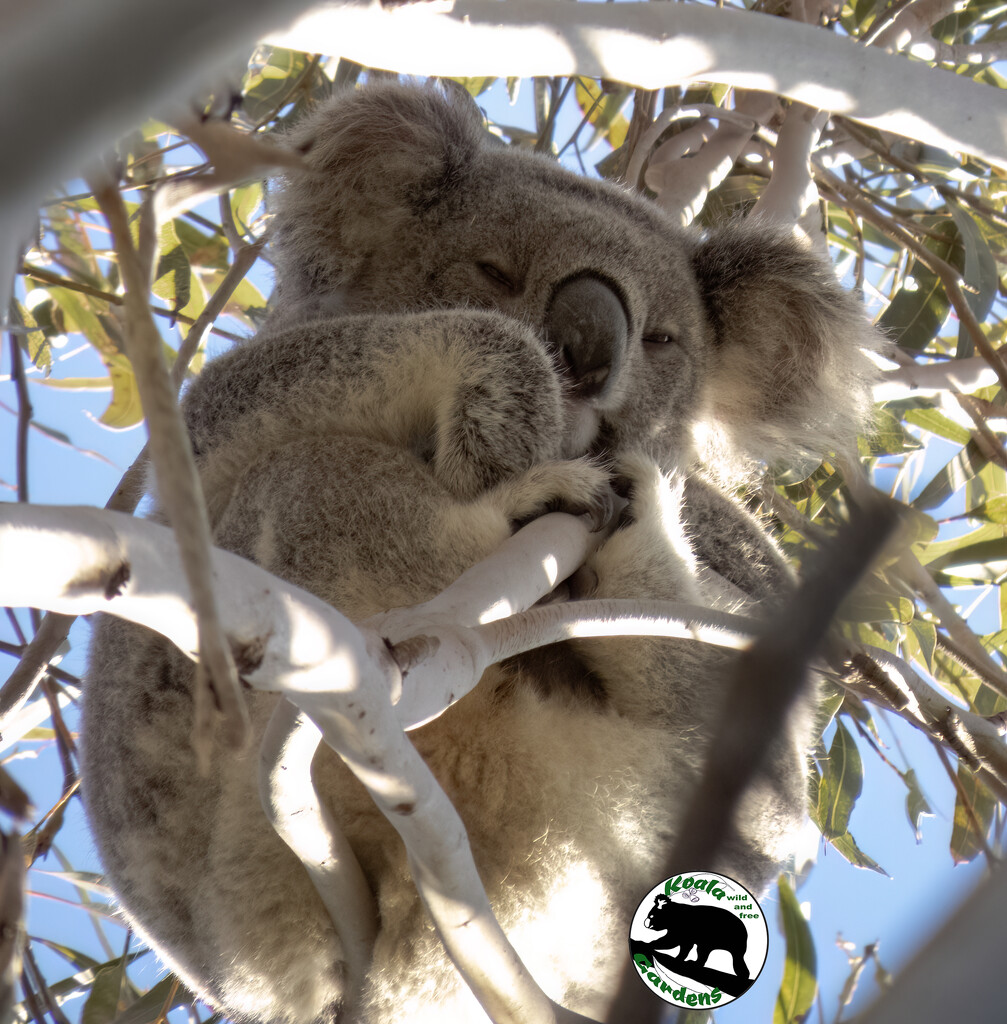 so cosy on high by koalagardens