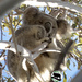 so cosy on high by koalagardens