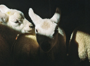 23rd Jun 2023 - I shoot Film : Light and Shade Lambs 