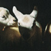 I shoot Film : Light and Shade Lambs  by phil_howcroft