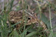 22nd Jun 2023 - Toad in the Grass