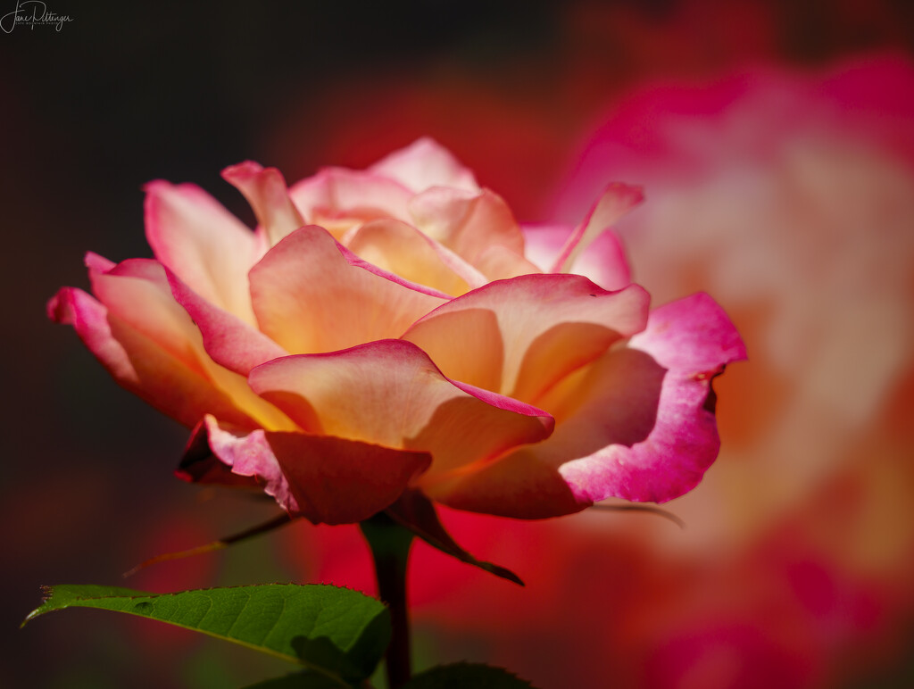 Rose and Background  by jgpittenger