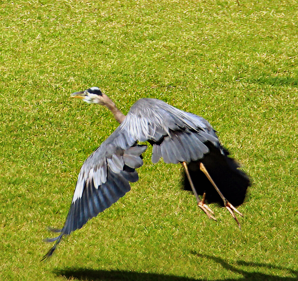 June 23 Blue Heron taking Flight see shadows IMG_3697AA by georgegailmcdowellcom