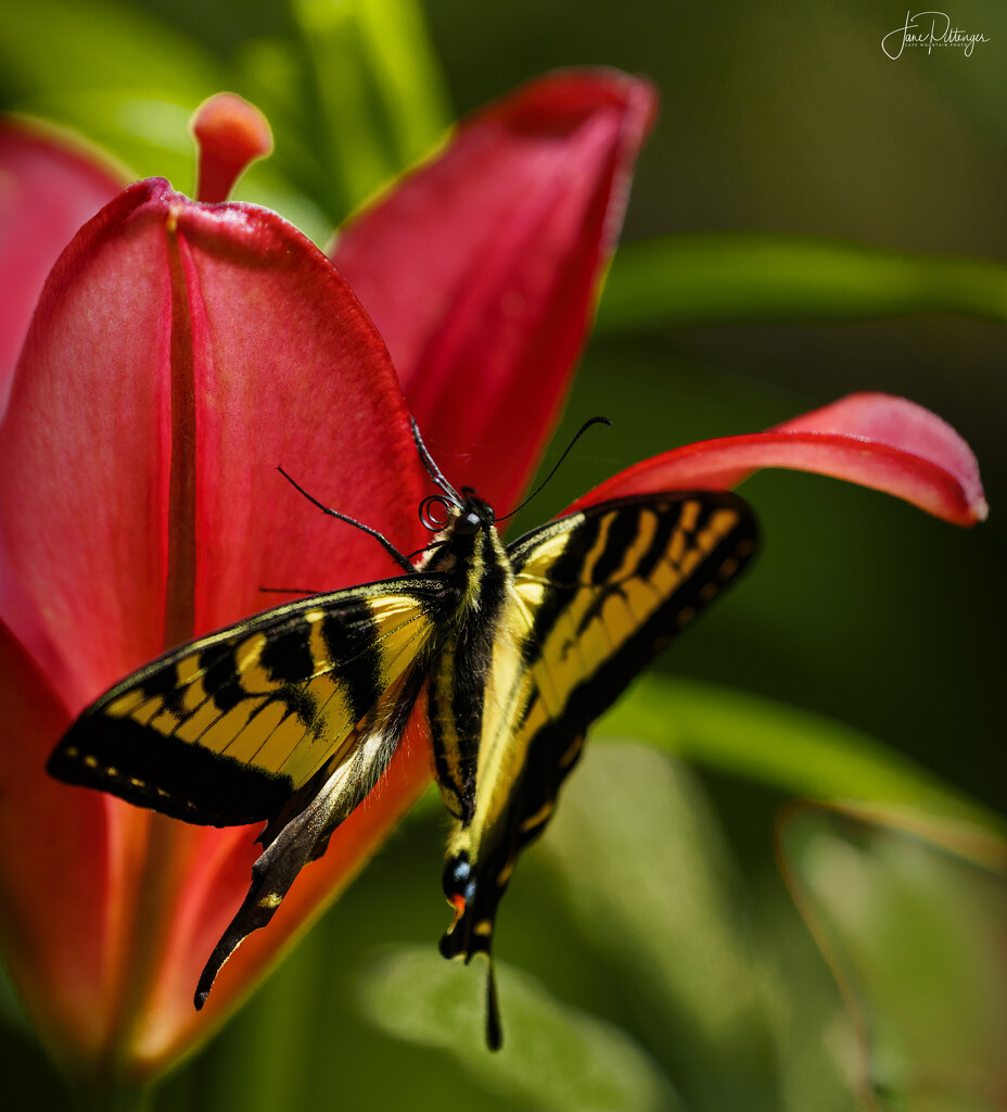 Swallowtail on Lily by jgpittenger