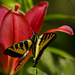 Swallowtail on Lily by jgpittenger