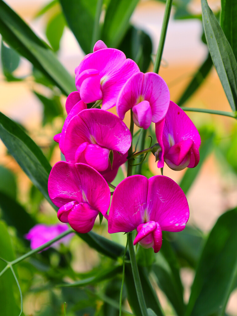 Sweet Peas...........798 by neil_ge