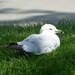 Ring-billed Gull by sunnygreenwood