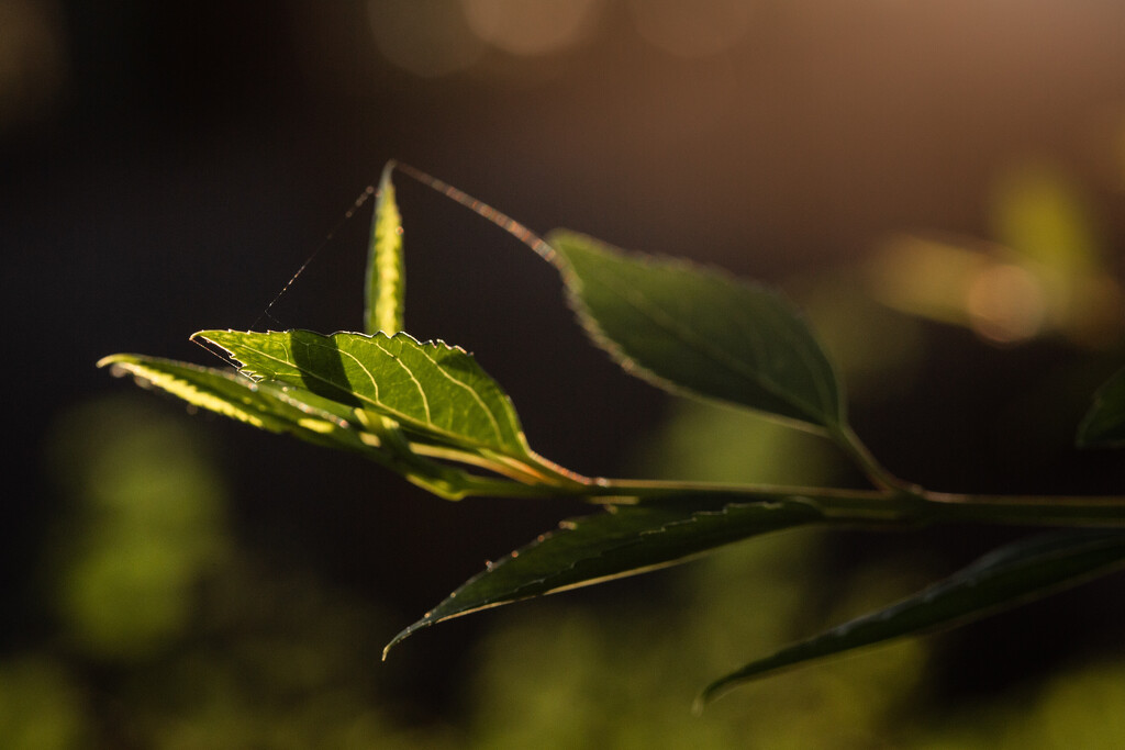 Light, Leaves, and webs by tina_mac